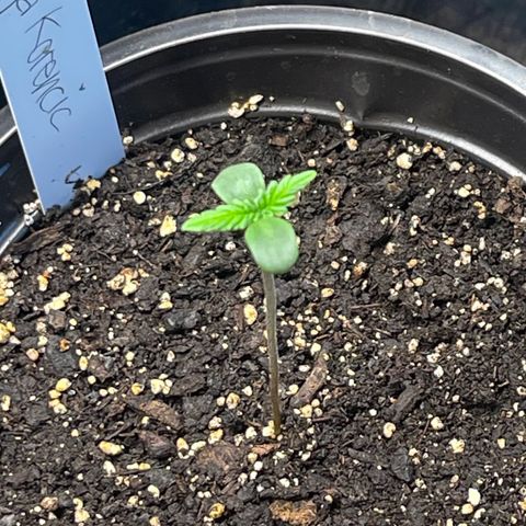 Hanf growlog timeline photo