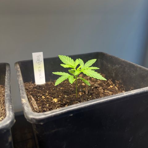 Gelato growlog timeline photo