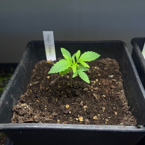 Gelato growlog timeline photo