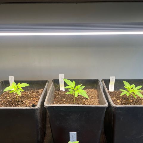 Gelato growlog timeline photo