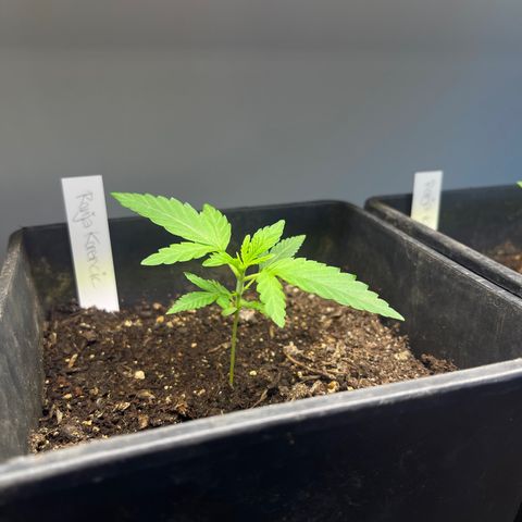 Gelato growlog timeline photo