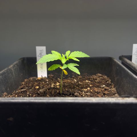 Gelato growlog timeline photo