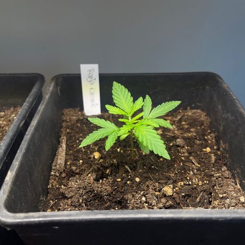 Gelato growlog timeline photo