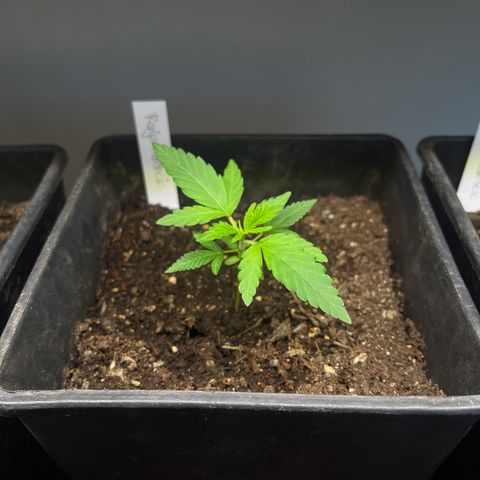 Gelato growlog timeline photo