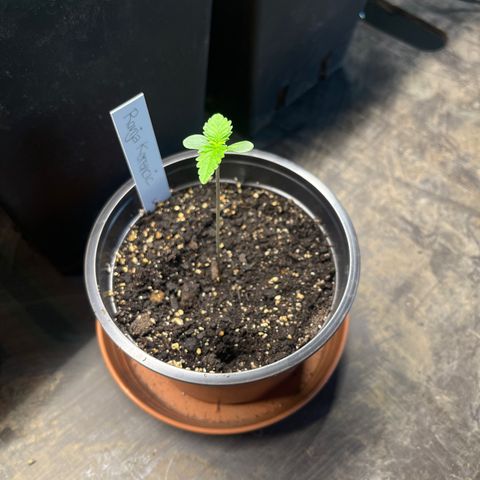 Hanf growlog timeline photo
