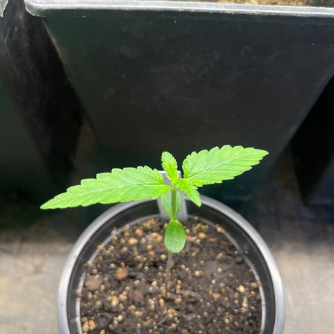 Hanf growlog timeline photo
