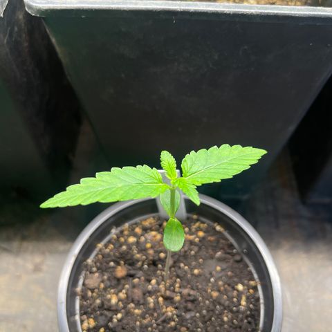 Hanf growlog timeline photo