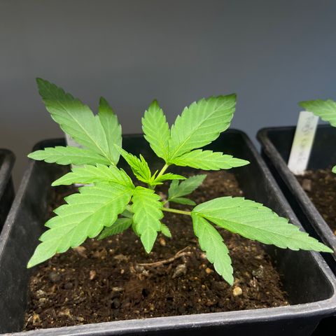Gelato growlog timeline photo