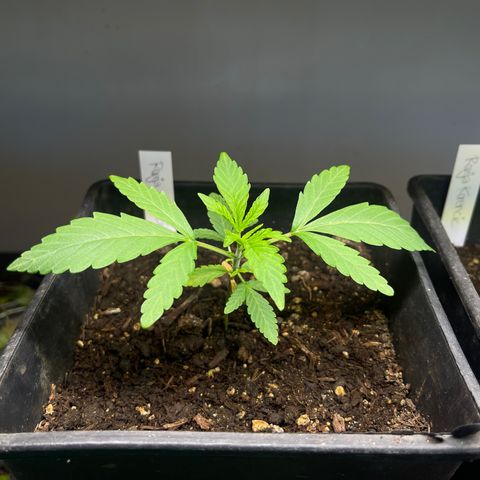 Gelato growlog timeline photo