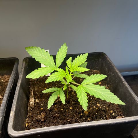 Gelato growlog timeline photo