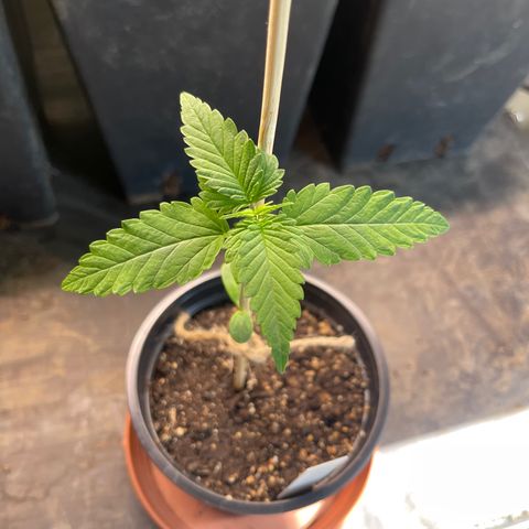 Hanf growlog timeline photo