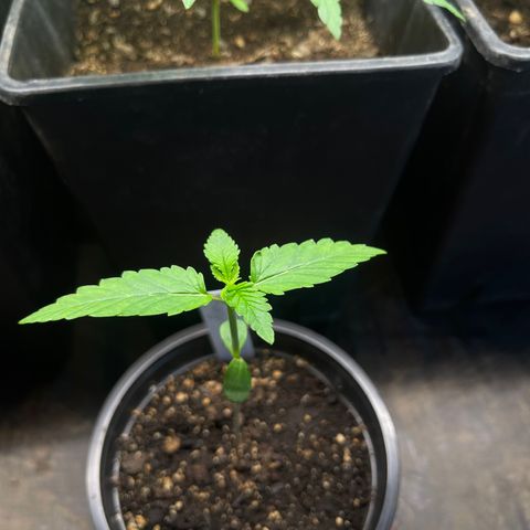 Hanf growlog timeline photo