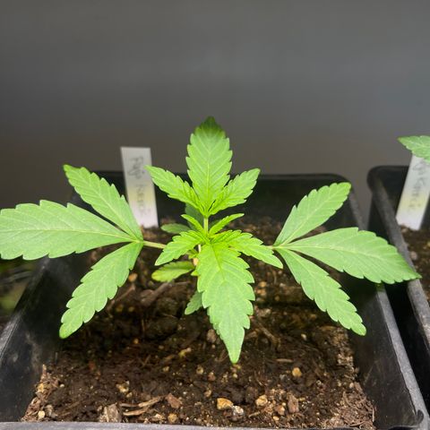 Gelato growlog timeline photo