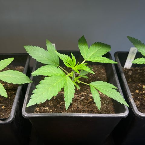 Gelato growlog timeline photo