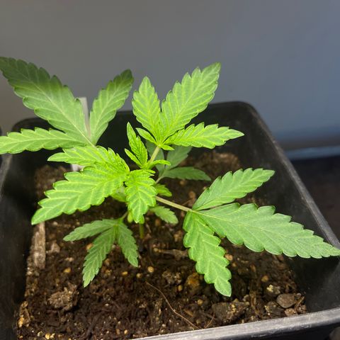 Gelato growlog timeline photo