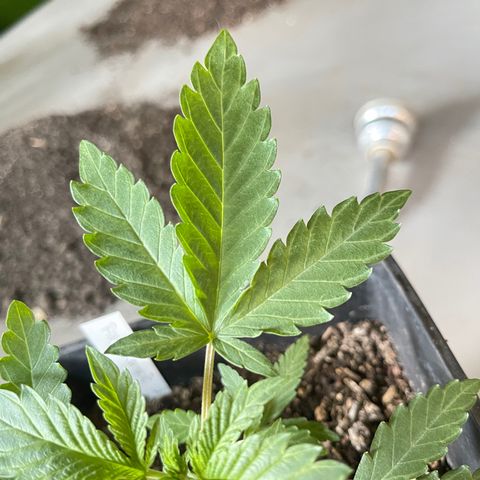 Gelato growlog timeline photo