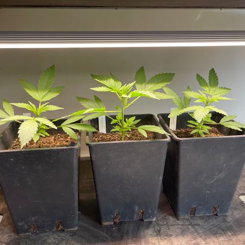 Gelato growlog timeline photo