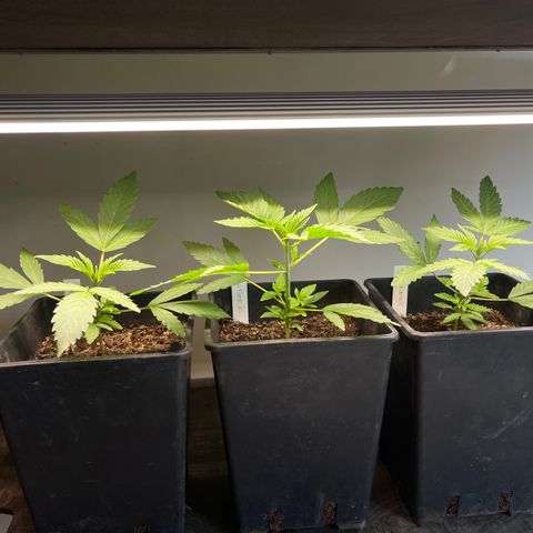 Gelato growlog timeline photo