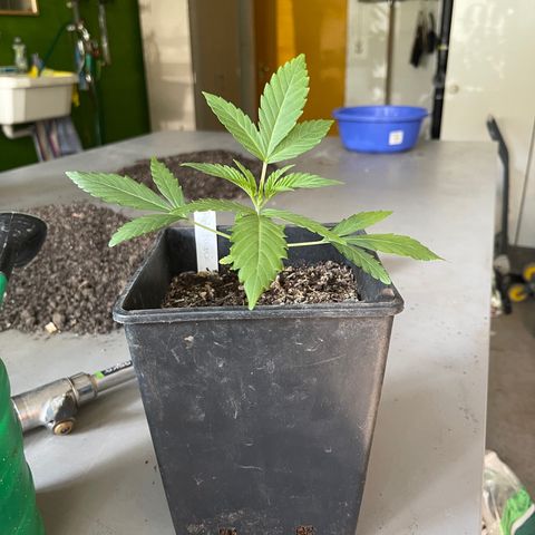 Gelato growlog timeline photo