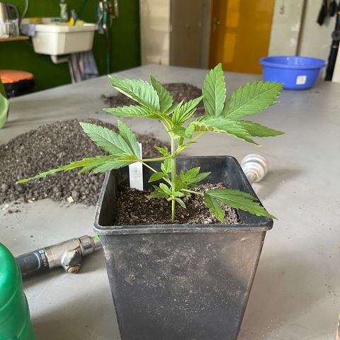 Gelato growlog timeline photo