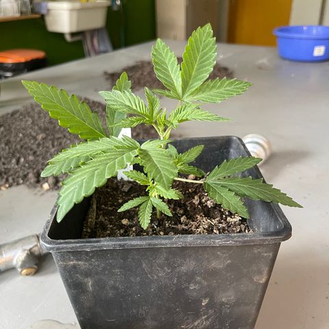 Gelato growlog timeline photo