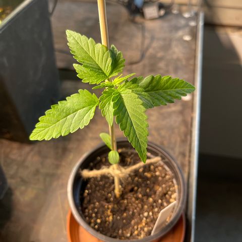Hanf growlog timeline photo