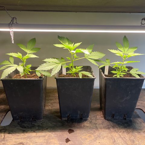 Gelato growlog timeline photo