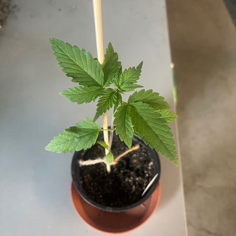 Hanf growlog timeline photo