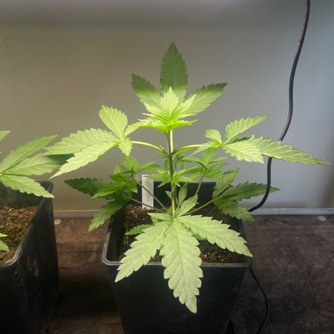 Gelato growlog timeline photo