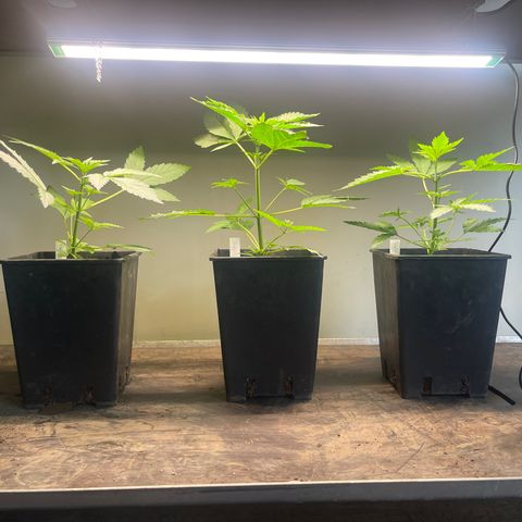 Gelato growlog timeline photo