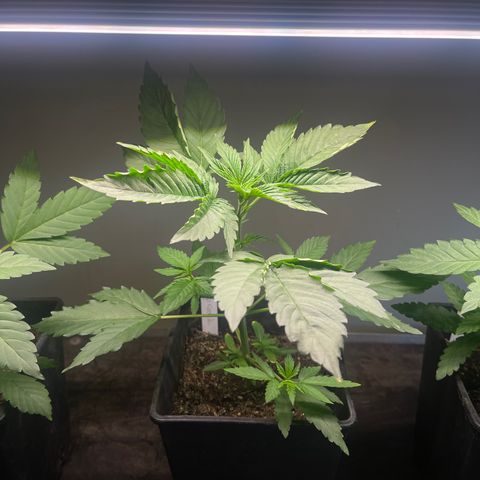 Gelato growlog timeline photo