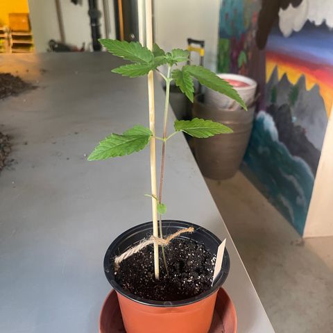 Hanf growlog timeline photo