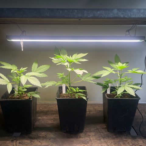 Gelato growlog timeline photo
