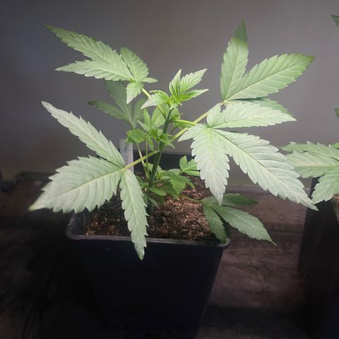 Gelato growlog timeline photo