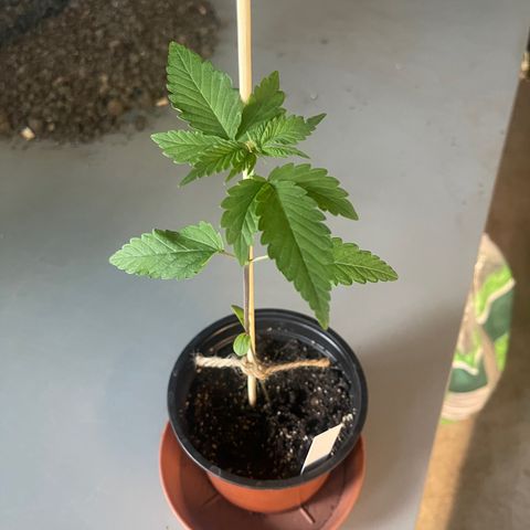 Hanf growlog timeline photo