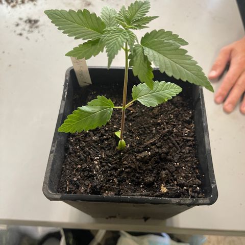 Hanf growlog timeline photo