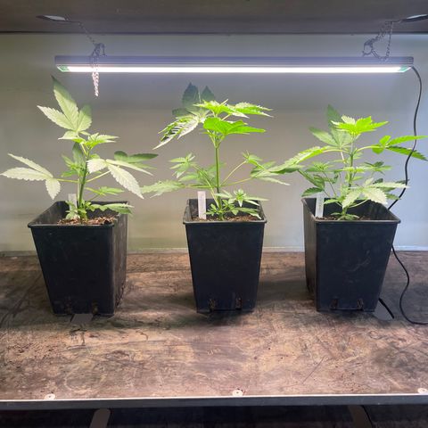 Gelato growlog timeline photo