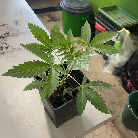 Gelato growlog timeline photo