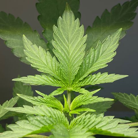 Gelato growlog timeline photo