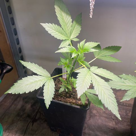 Gelato growlog timeline photo
