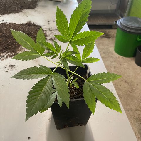 Gelato growlog timeline photo