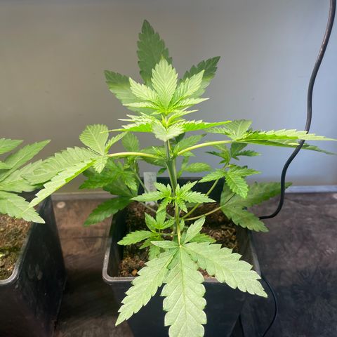 Gelato growlog timeline photo