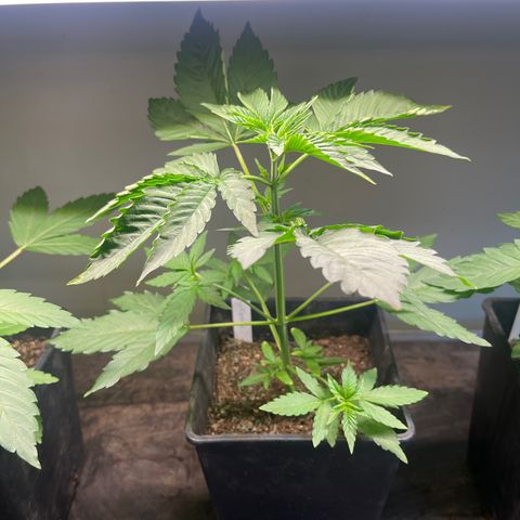 Gelato growlog timeline photo