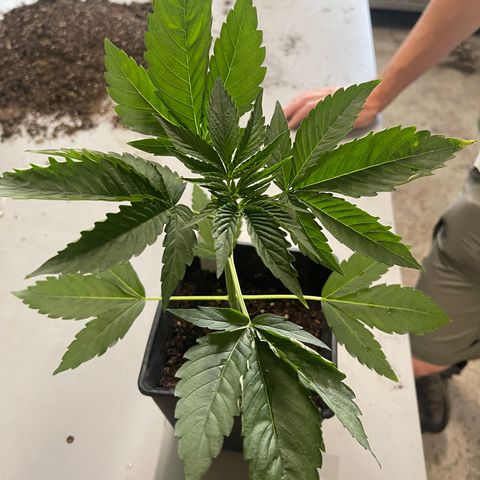 Gelato growlog timeline photo