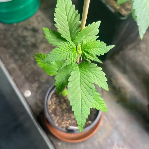 Hanf growlog timeline photo