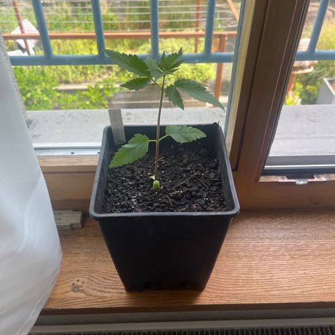 Hanf growlog timeline photo