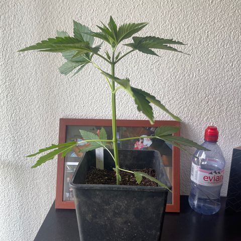 Gelato growlog timeline photo