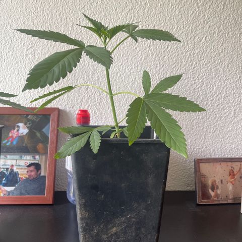 Gelato growlog timeline photo