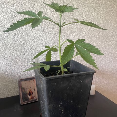 Gelato growlog timeline photo