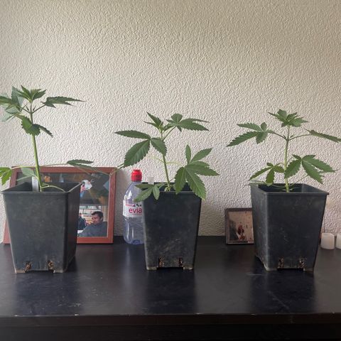 Gelato growlog timeline photo